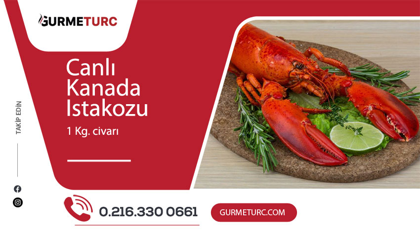 Live Canadian Lobster
